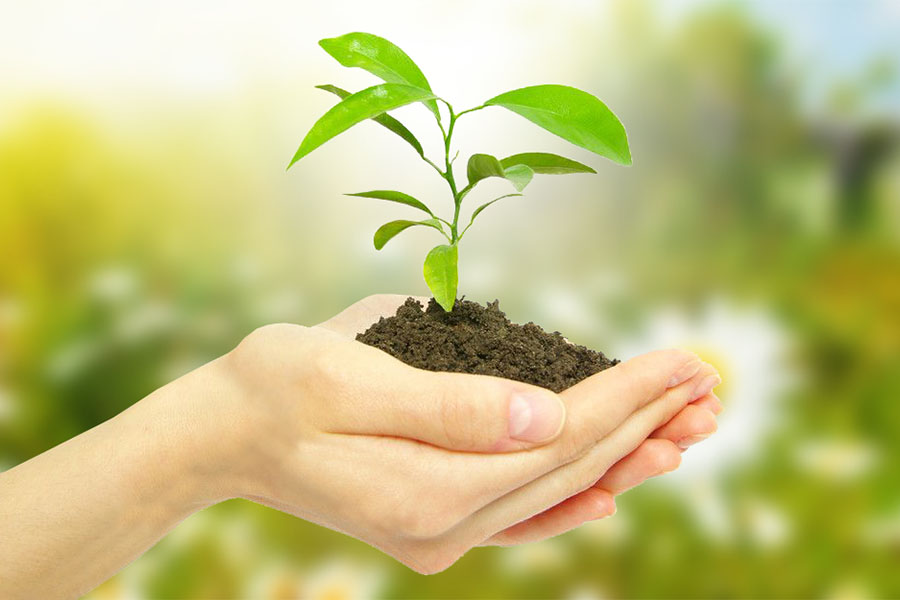 «Ковальська» дбає про збереження лісу